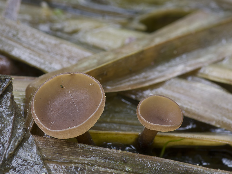 Myriosclerotinia scirpicola